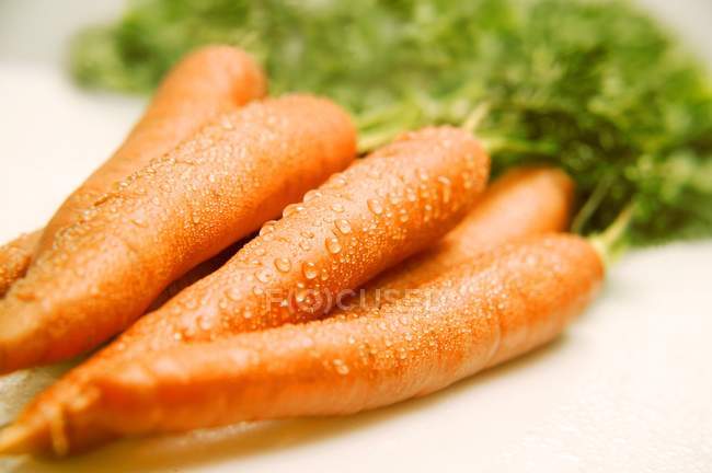 Mazzo di carote fresche — Foto stock