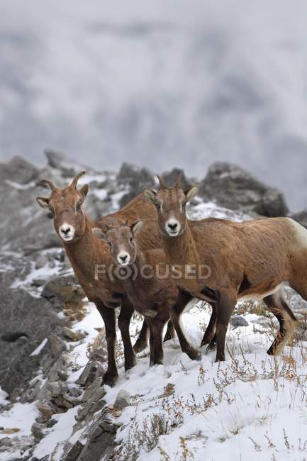 Familia de ovejas de montaña - foto de stock