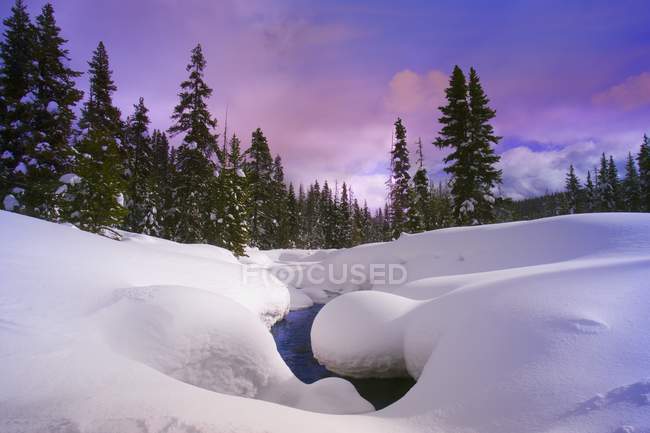 Fluxo na floresta no inverno — Fotografia de Stock