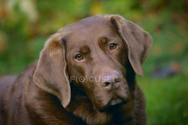 Labrador Retriever al cioccolato — Foto stock