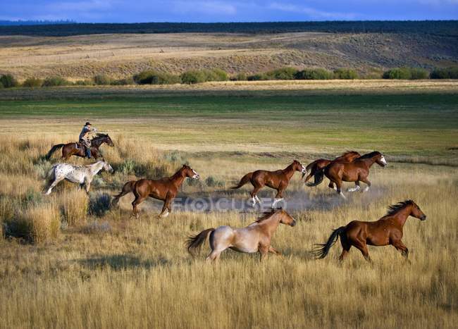 Cowboy équitation avec troupeau — Photo de stock