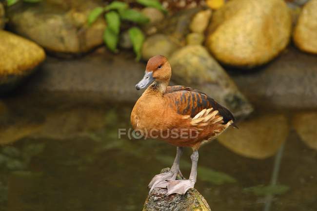 Pato empoleirado na rocha — Fotografia de Stock