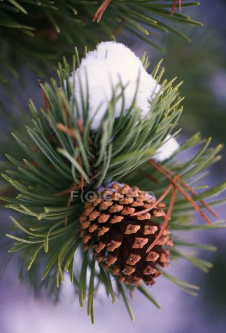 Neige précoce sur la branche de pin — Photo de stock