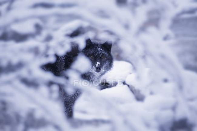 Lobo solitario en la nieve - foto de stock