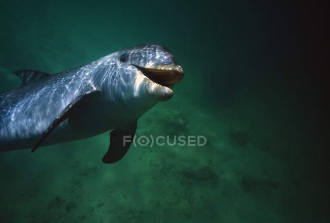 Смолящий дельфин Беленоз — стоковое фото