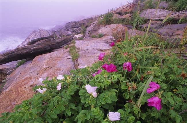 Rosas en rocas de montaña - foto de stock