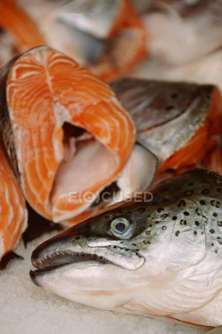 Cabeza de salmón fresca - foto de stock