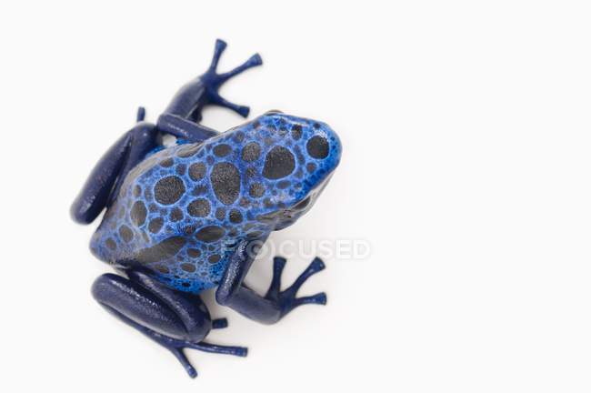 Blue Poison Dart Frog — Stock Photo