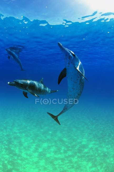 Delfines manchados del Atlántico - foto de stock