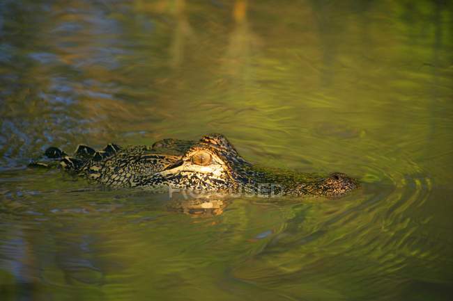 Alligatore peeking sopra acqua — Foto stock
