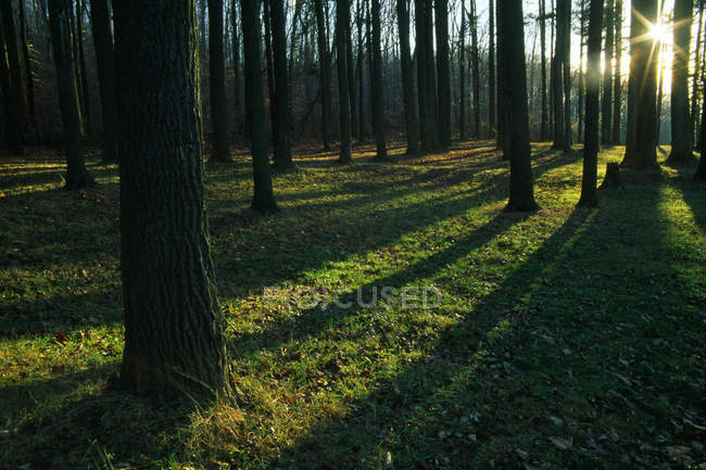 Лесные деревья отбрасывают тени — стоковое фото