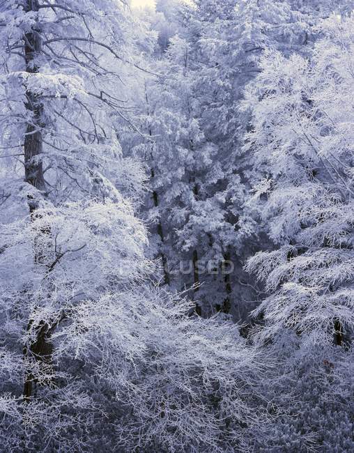 Neige sur les arbres forestiers — Photo de stock