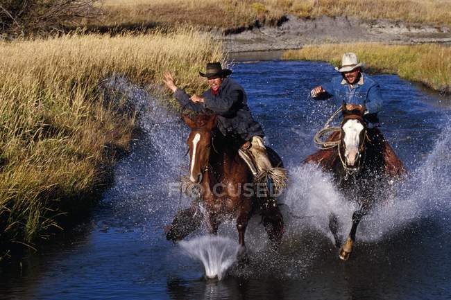 Vaqueros en caballos galopantes - foto de stock