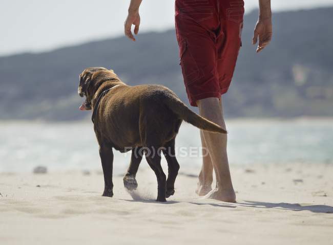 Mann geht mit Hund spazieren — Stockfoto