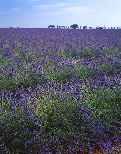 Lavender Field In Southern France — Stock Photo
