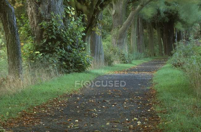 Vue du sentier Woodland — Photo de stock