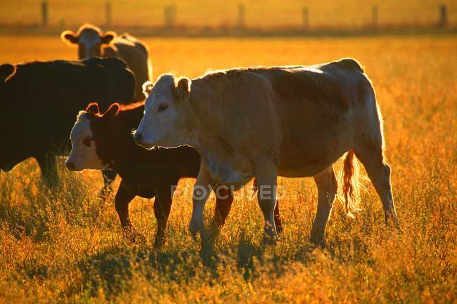 Корови ходять пасовищами — стокове фото