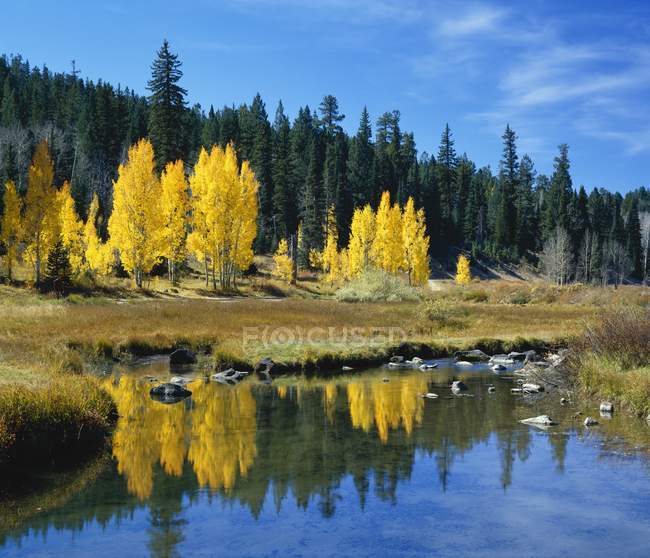 Aspens na cor do outono refletem em Duck Creek — Fotografia de Stock