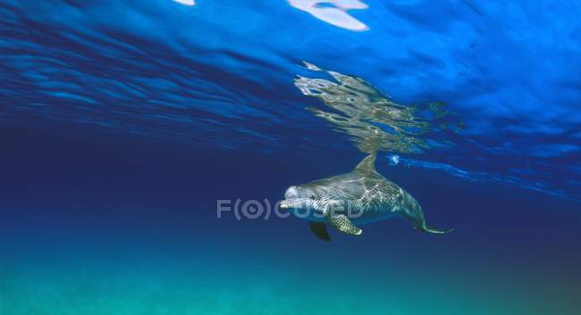 Bottlenose Дельфін плавання — стокове фото