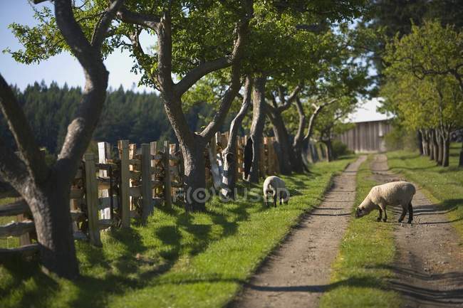Pâturage des moutons sur la route — Photo de stock