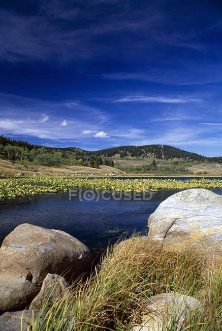 Pedras na lagoa de lírios — Fotografia de Stock