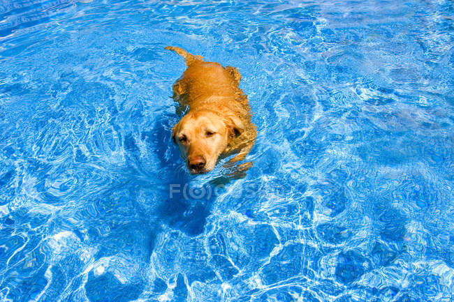 Dog Swimming in water — Stock Photo