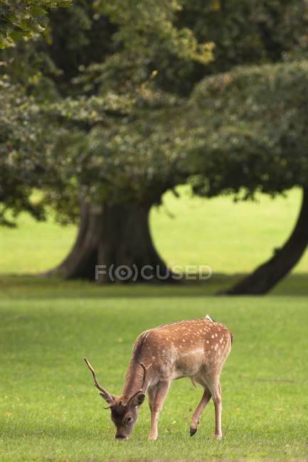 Pâturage de cerfs sur herbe — Photo de stock