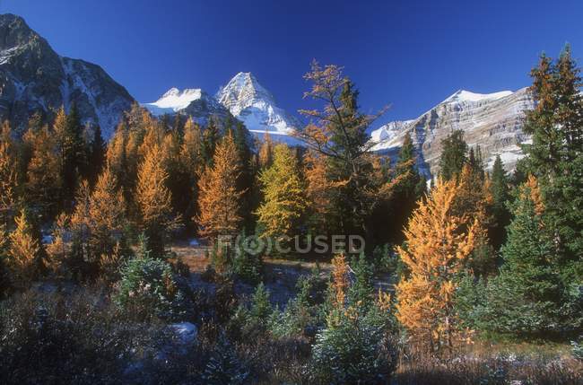 Vue des arbres colorés sur les montagnes — Photo de stock
