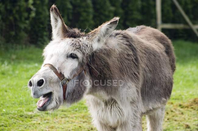 Donkey with open jaws — Stock Photo