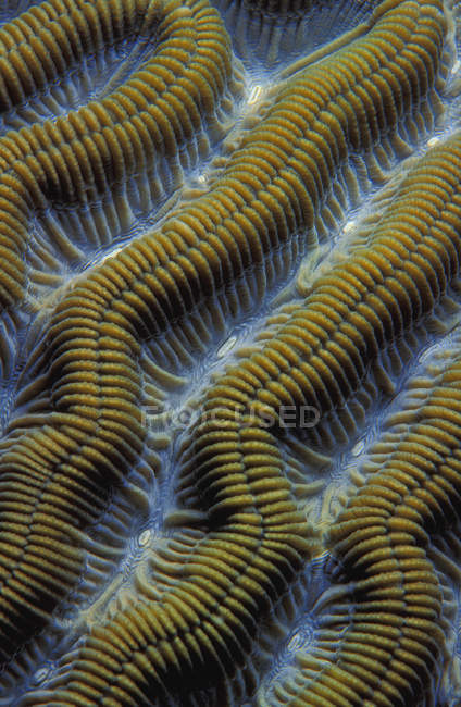 Crestas en el coral cerebral - foto de stock