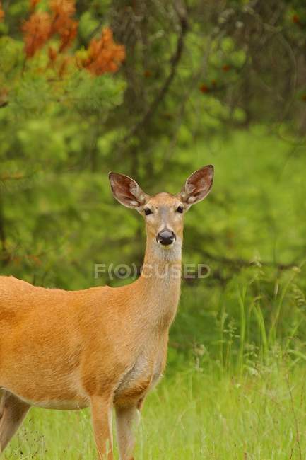 Jeune cerf femelle — Photo de stock
