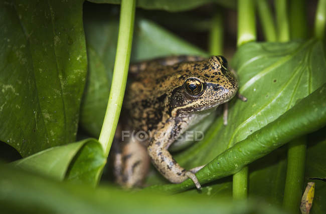 Frosch sitzt auf Wapato-Blättern — Stockfoto