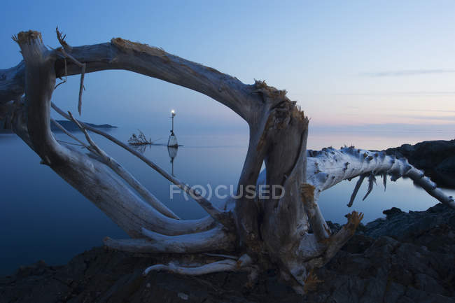 Driftwood at sunrise over calm lake — Stock Photo