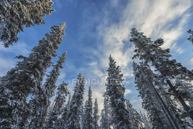 Зимой на фоне облачного неба — стоковое фото