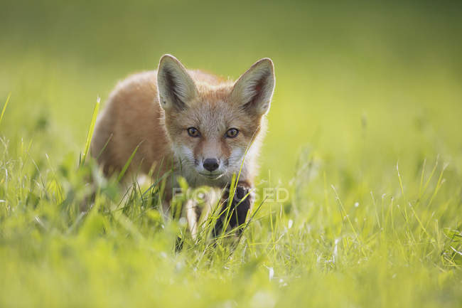 Лисиця ходить по траві — стокове фото