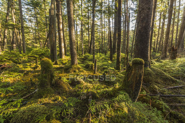 Floresta tropical do Parque Provincial de Naikoon — Fotografia de Stock