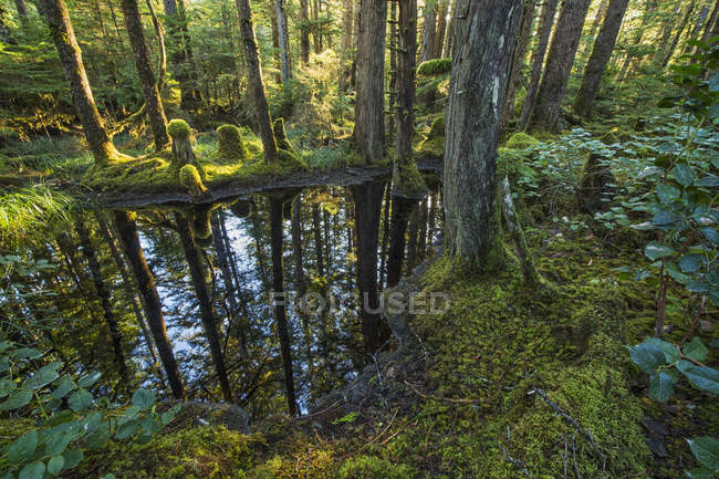 Estanques adornan el paisaje en los bosques - foto de stock