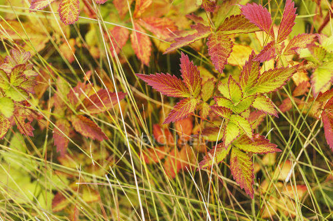 Цветные листья в конце лета — стоковое фото