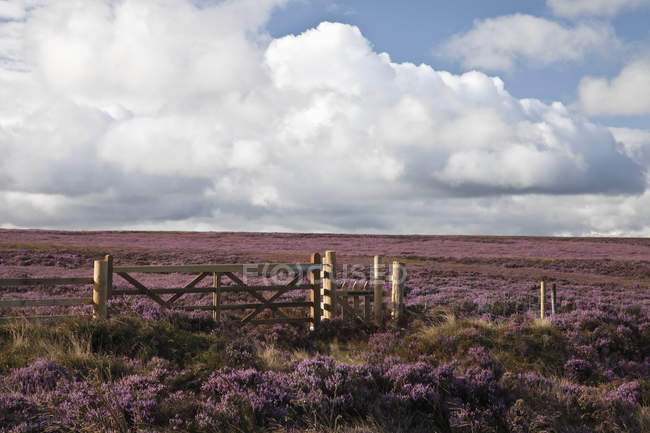 Field gate and heather landscape — Stock Photo