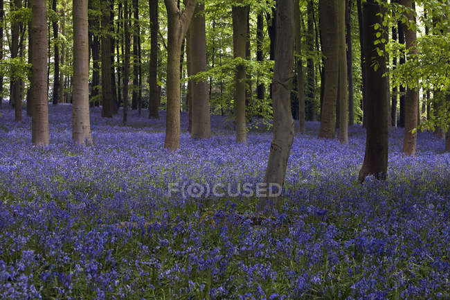 Shaft of sunlight in the bluebell woods — Stock Photo