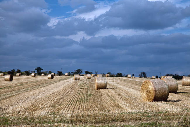 Straw bales in field — Stock Photo