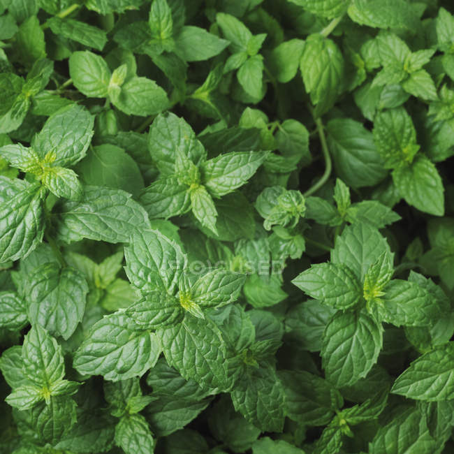 Lush green mint leaves — Stock Photo