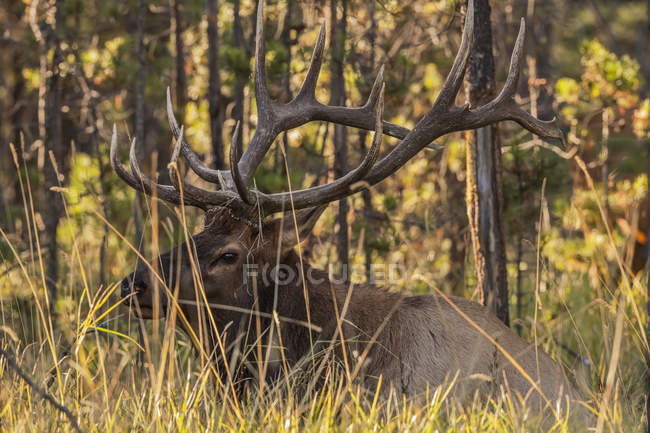Bull elk sitting — Stock Photo