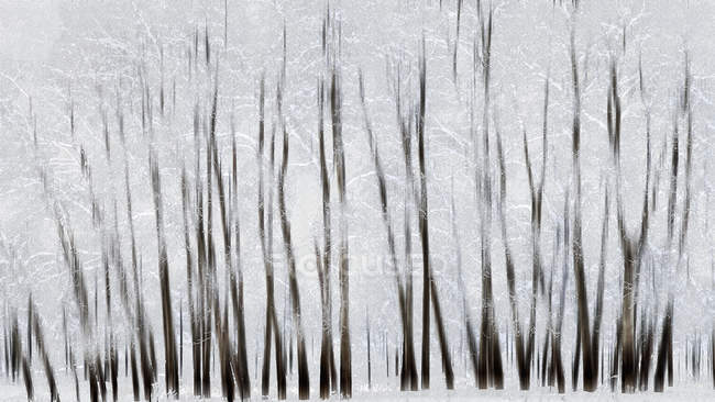 Árboles abstractos con desenfoque - foto de stock