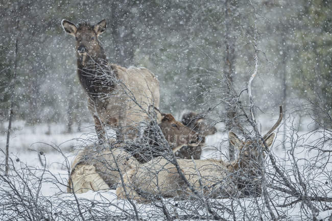 Alces en la nieve sobre el bosque - foto de stock