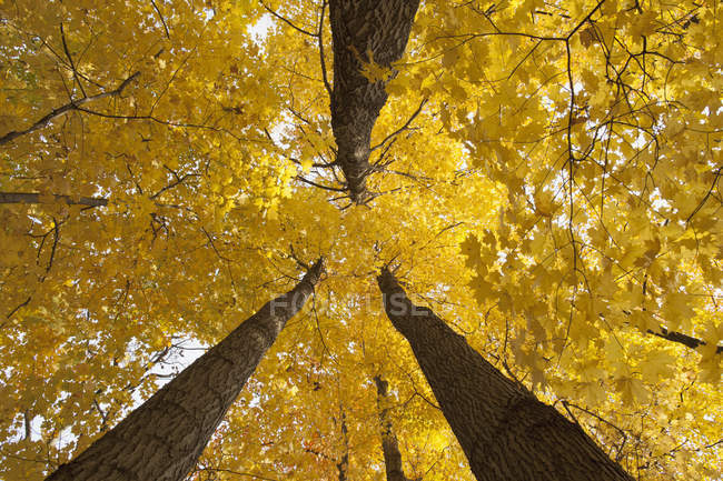Low angle view of golden leaves — Stock Photo