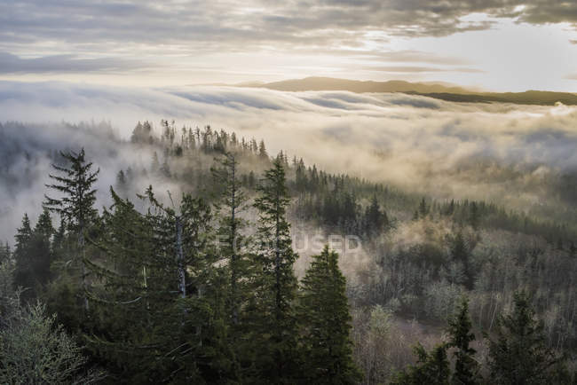 Туман и лес с холма Кокскомб — стоковое фото