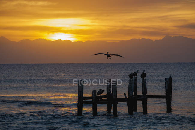 Sunrise over ocean with pelican in flight — Stock Photo