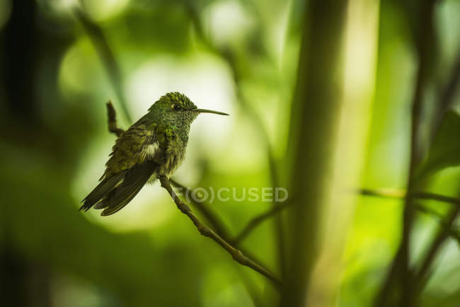 Copper-rumped hummingbird — Stock Photo