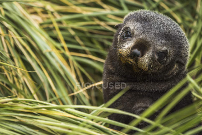 Cachorro de foca de piel antártica - foto de stock